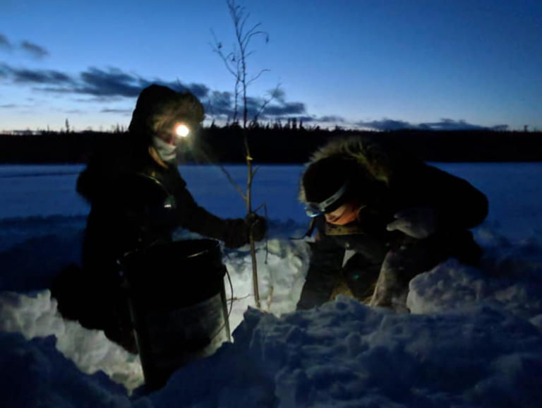 chien-de-traineau-moto-neige-quebec-canada-lac-st-jean