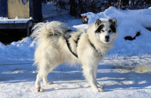 chien-de-traineau-moto-neige-quebec-canada-lac-st-jean