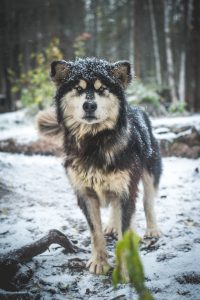 chien-de-traineau-moto-neige-quebec-canada-lac-st-jean