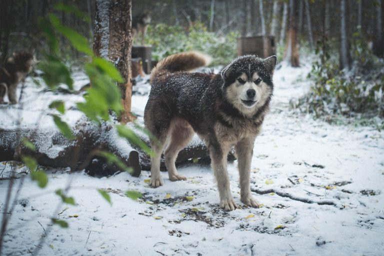 chien-de-traineau-moto-neige-quebec-canada-lac-st-jean