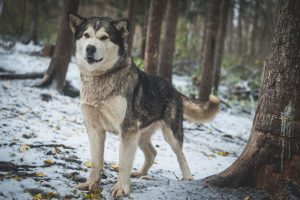 chien-de-traineau-moto-neige-quebec-canada-lac-st-jean