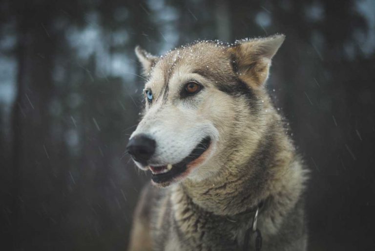 chien-de-traineau-moto-neige-quebec-canada-lac-st-jean