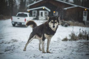 chien-de-traineau-moto-neige-quebec-canada-lac-st-jean