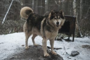 chien-de-traineau-moto-neige-quebec-canada-lac-st-jean