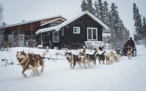 chien-de-traineau-moto-neige-quebec-canada-lac-st-jean