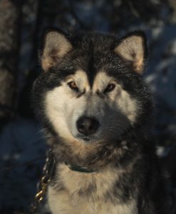 chien-de-traineau-moto-neige-quebec-canada-lac-st-jean