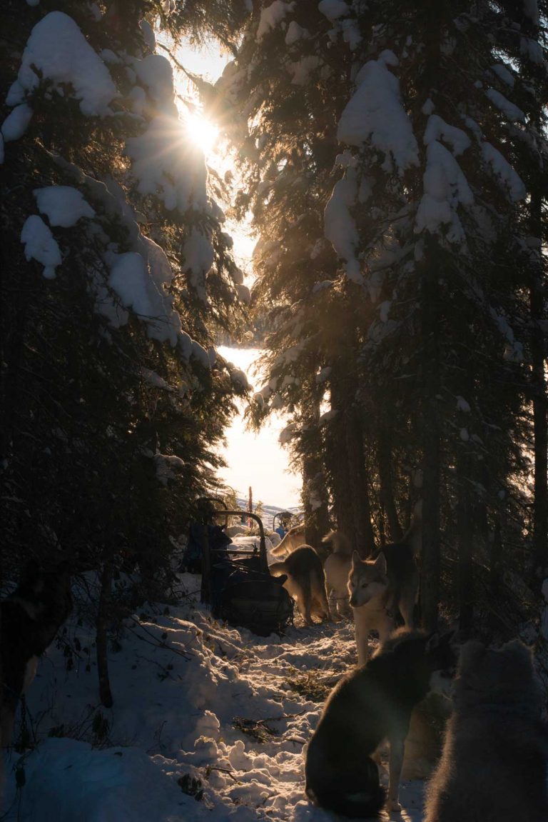 chien-de-traineau-moto-neige-quebec-canada-lac-st-jean