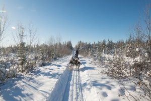 chien-de-traineau-moto-neige-quebec-canada-lac-st-jean