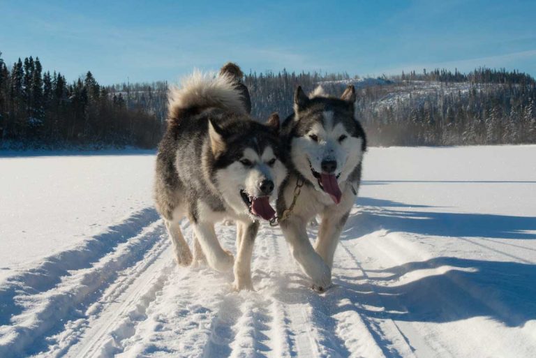 chien-de-traineau-moto-neige-quebec-canada-lac-st-jean-initiation