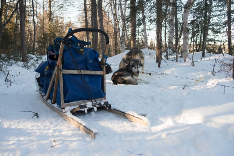 chien-de-traineau-moto-neige-quebec-canada-lac-st-jean