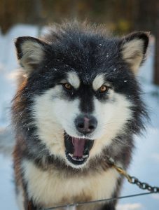 chien-de-traineau-moto-neige-quebec-canada-lac-st-jean