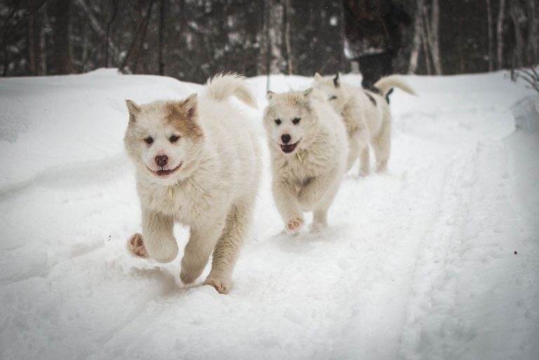 chien-de-traineau-moto-neige-quebec-canada-lac-st-jean