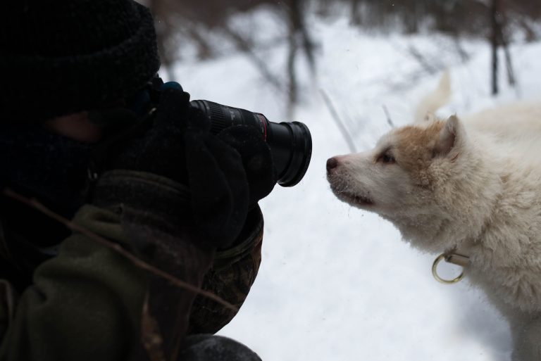 chien-de-traineau-moto-neige-quebec-canada-lac-st-jean