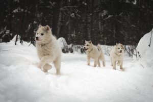 chien-de-traineau-moto-neige-quebec-canada-lac-st-jean