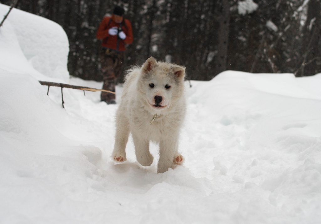 Les Esquimaux Canadiens Attractions Boreales Les Esquimaux Canadiens Attractions Boreales
