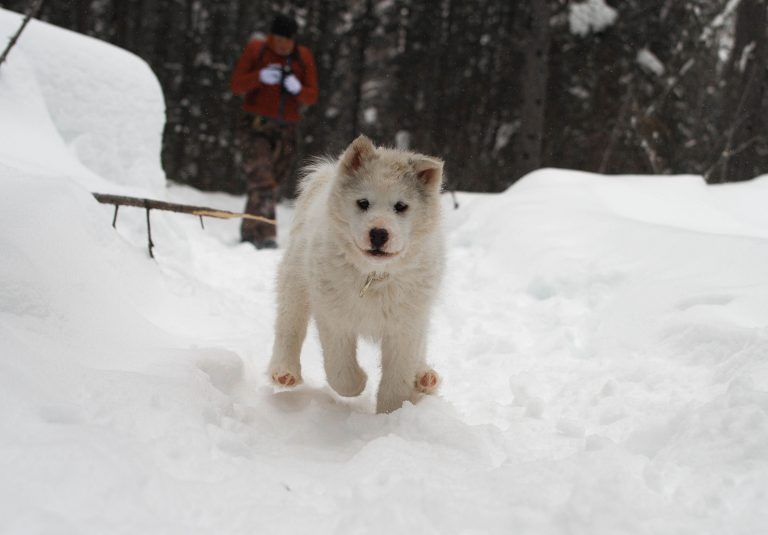 chien-de-traineau-moto-neige-quebec-canada-lac-st-jean