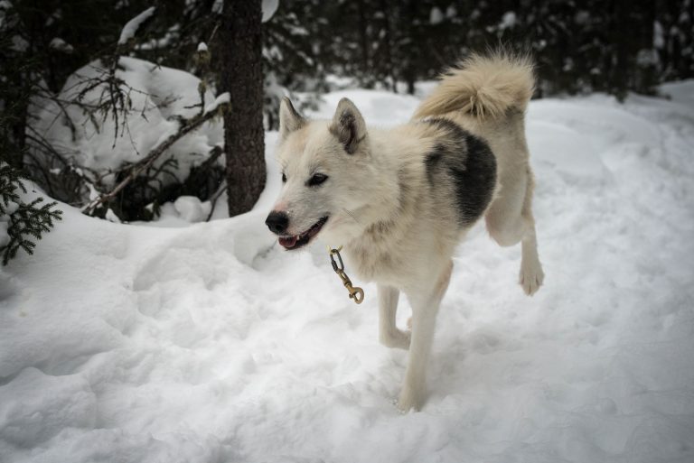 chien-de-traineau-moto-neige-quebec-canada-lac-st-jean