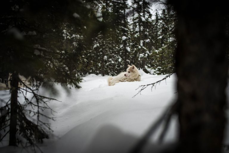 chien-de-traineau-moto-neige-quebec-canada-lac-st-jean