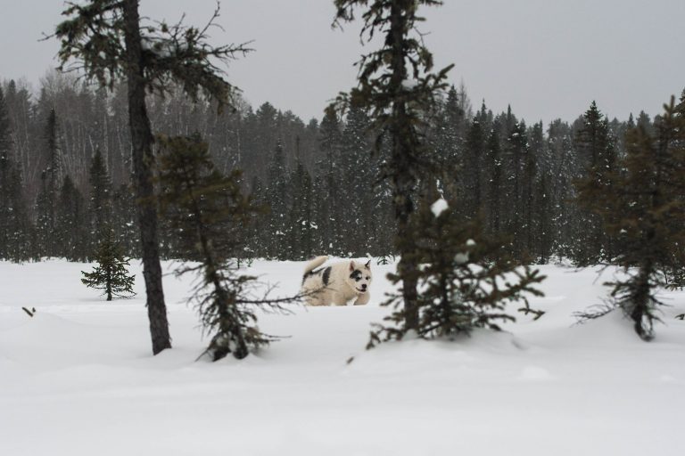 chien-de-traineau-moto-neige-quebec-canada-lac-st-jean