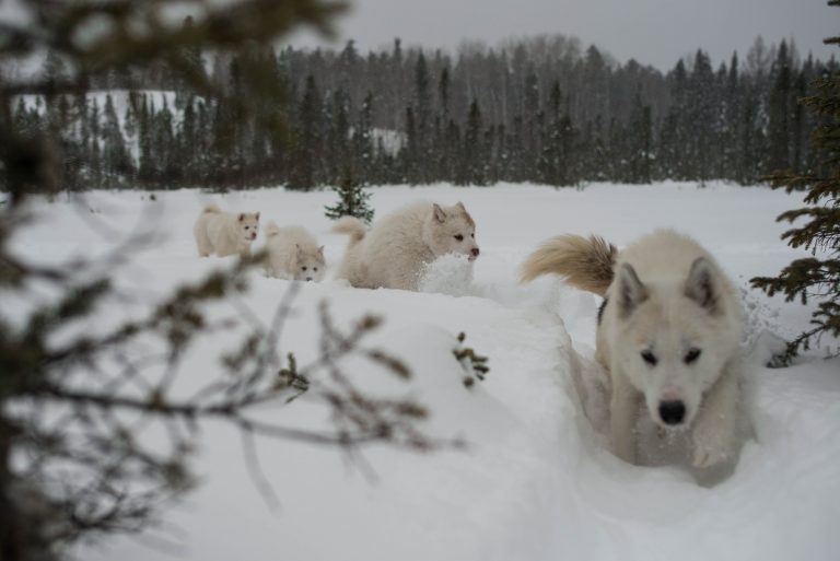 chien-de-traineau-moto-neige-quebec-canada-lac-st-jean