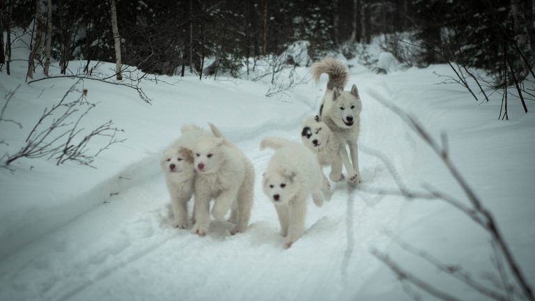 chien-de-traineau-moto-neige-quebec-canada-lac-st-jean