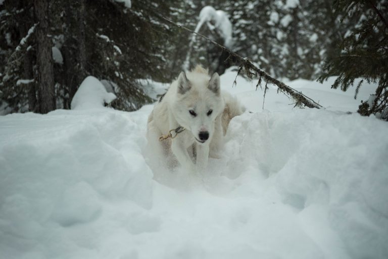 chien-de-traineau-moto-neige-quebec-canada-lac-st-jean