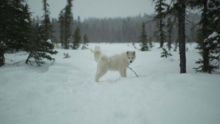 chien-de-traineau-moto-neige-quebec-canada-lac-st-jean