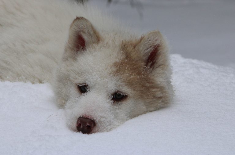 chien-de-traineau-moto-neige-quebec-canada-lac-st-jean