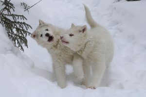 chien-de-traineau-moto-neige-quebec-canada-lac-st-jean