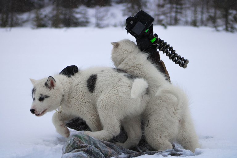 chien-de-traineau-moto-neige-quebec-canada-lac-st-jean