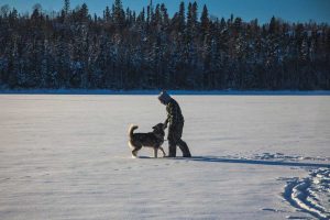 chien-de-traineau-moto-neige-quebec-canada-lac-st-jean