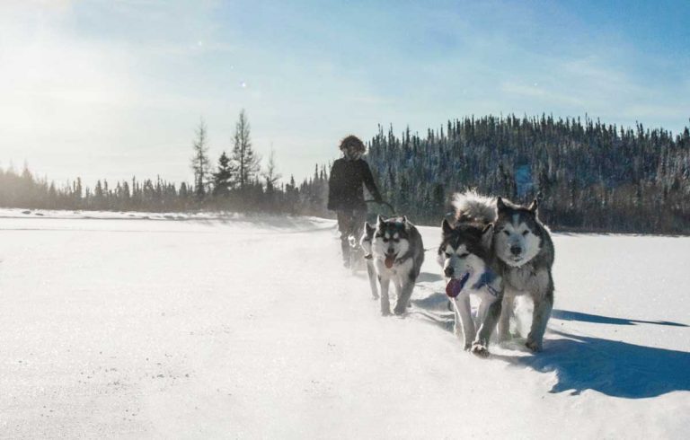 traineau chiens malamute sled background
